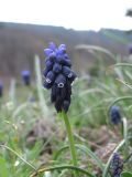 Muscari neglectum