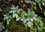 Henckelia argentea. Отцветшие растения. Малайзия, штат Саравак, национальный парк Бако; о-в Калимантан, влажный тропический лес, на поросшем мхом валуне. 09.05.2017.
