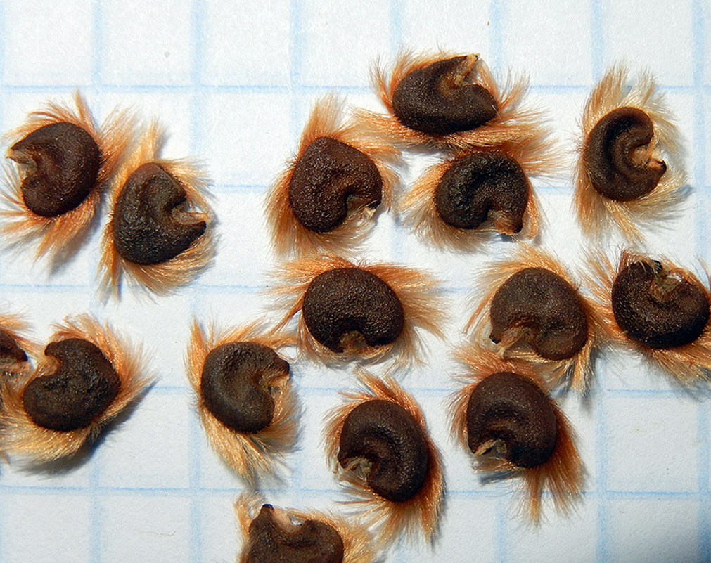 Image of Hibiscus syriacus specimen.