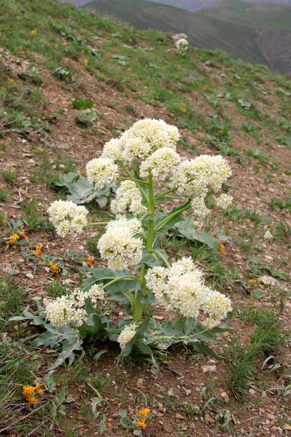 Image of Megacarpaea gigantea specimen.