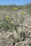 Arabidopsis pumila. Цветущие и плодоносящие растения. Крым, Советский р-н, 8 км к северу от пос. Дмитровка, побережье залива Сиваш на границе заказника \"Присивашский\", солончак. 21 апреля 2019 г.