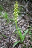 Orchis punctulata