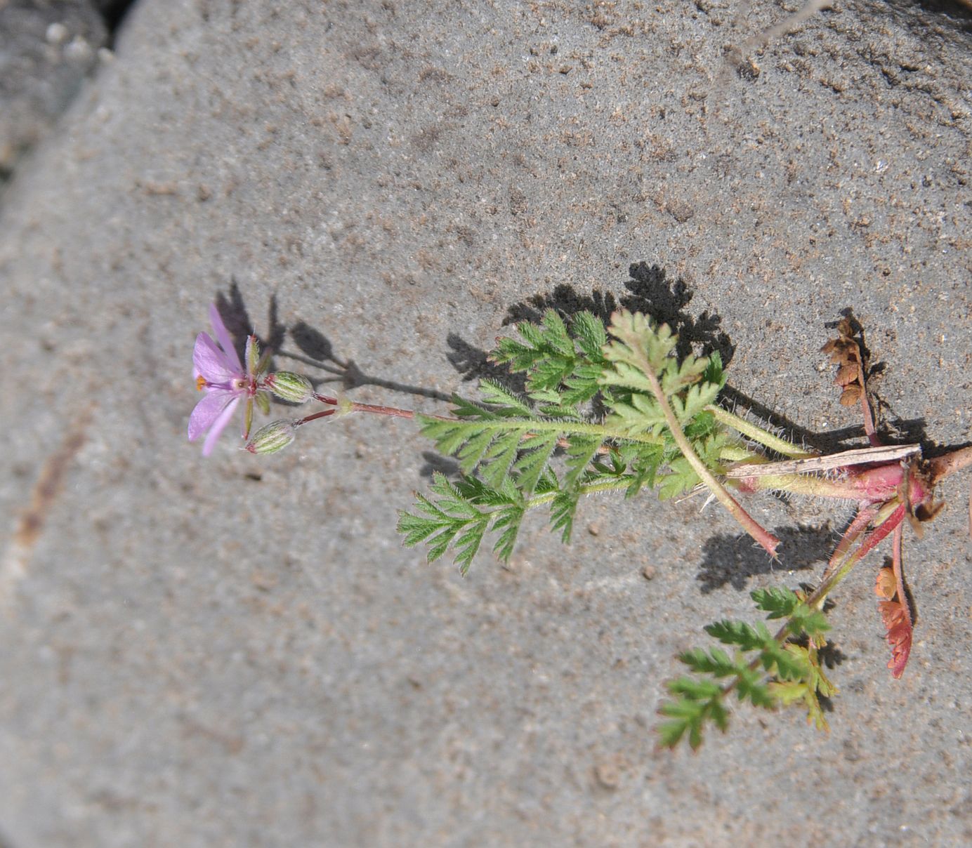 Image of Erodium cicutarium specimen.