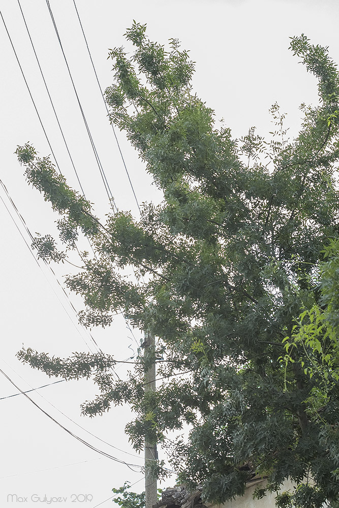 Image of genus Fraxinus specimen.