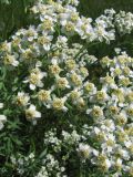 Achillea cartilaginea