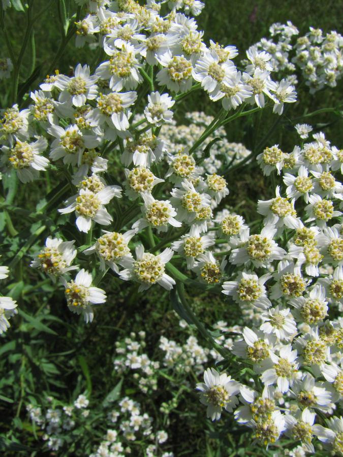 Image of Achillea cartilaginea specimen.
