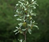 Image of taxon representative. Author is Виталий Гуменюк