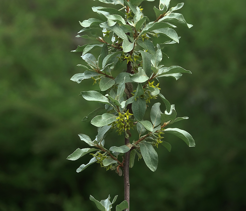 Image of Elaeagnus commutata specimen.