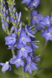 Veronica teucrium. Часть соцветия. Крым, Бахчисарайский р-н, окр. с. Новоульяновка, опушка широколиственного леса. 03.06.2014.