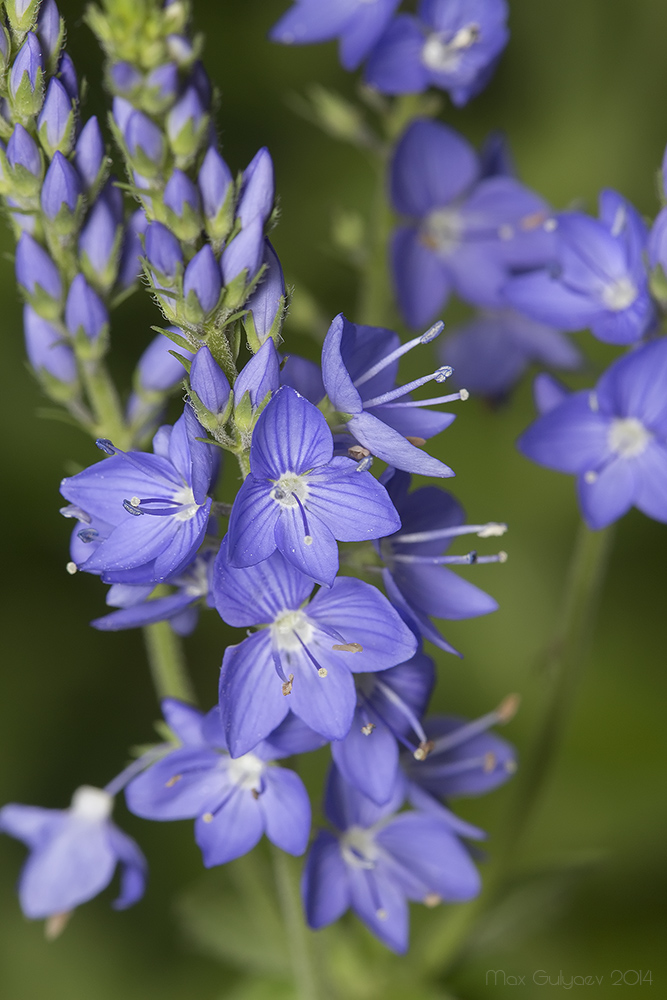 Image of Veronica teucrium specimen.
