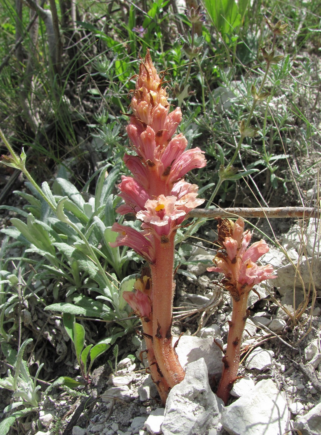 Image of Orobanche kurdica specimen.