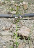 Cleome daghestanica