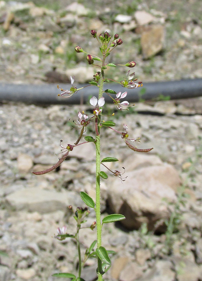 Изображение особи Cleome daghestanica.