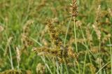 Carex leiorhyncha. Верхушки побегов с соплодиями. Приморский край, Шкотовский р-н, окр. с. Новонежино, сырой разнотравный луг. 12.06.2019.