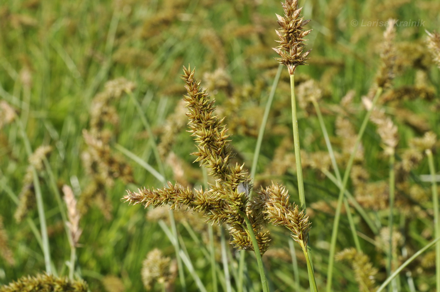 Изображение особи Carex leiorhyncha.