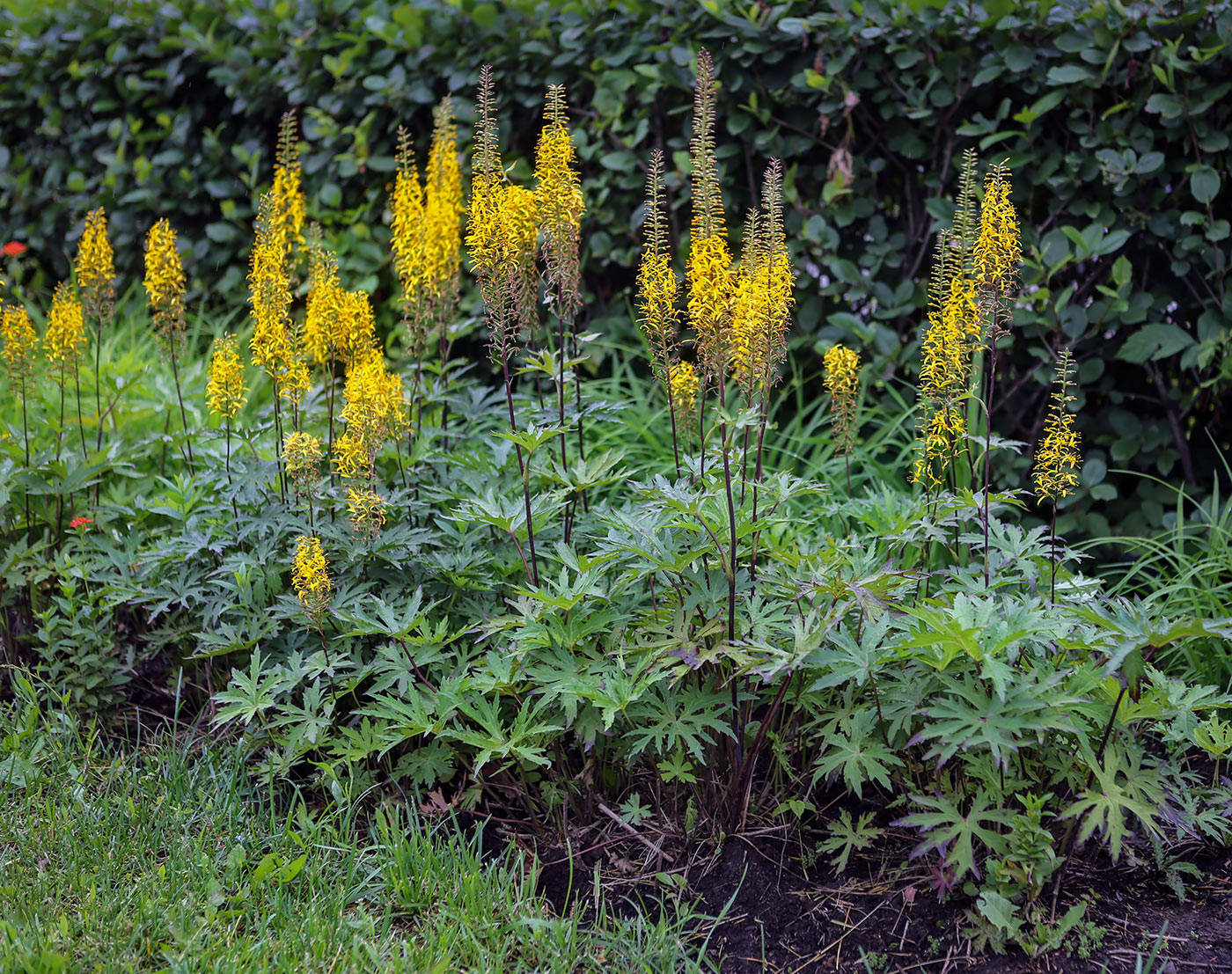 Изображение особи Ligularia przewalskii.