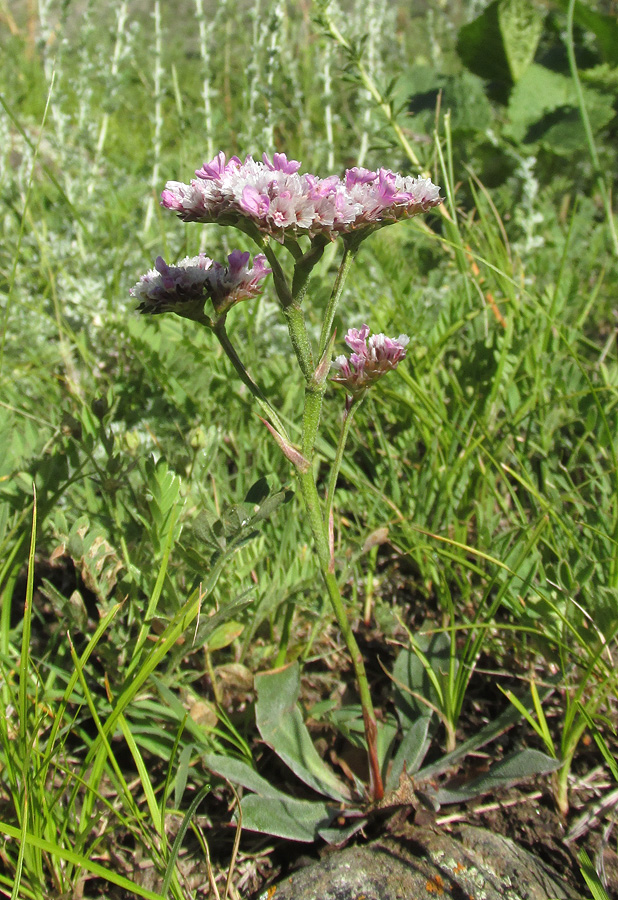 Изображение особи Goniolimon speciosum.