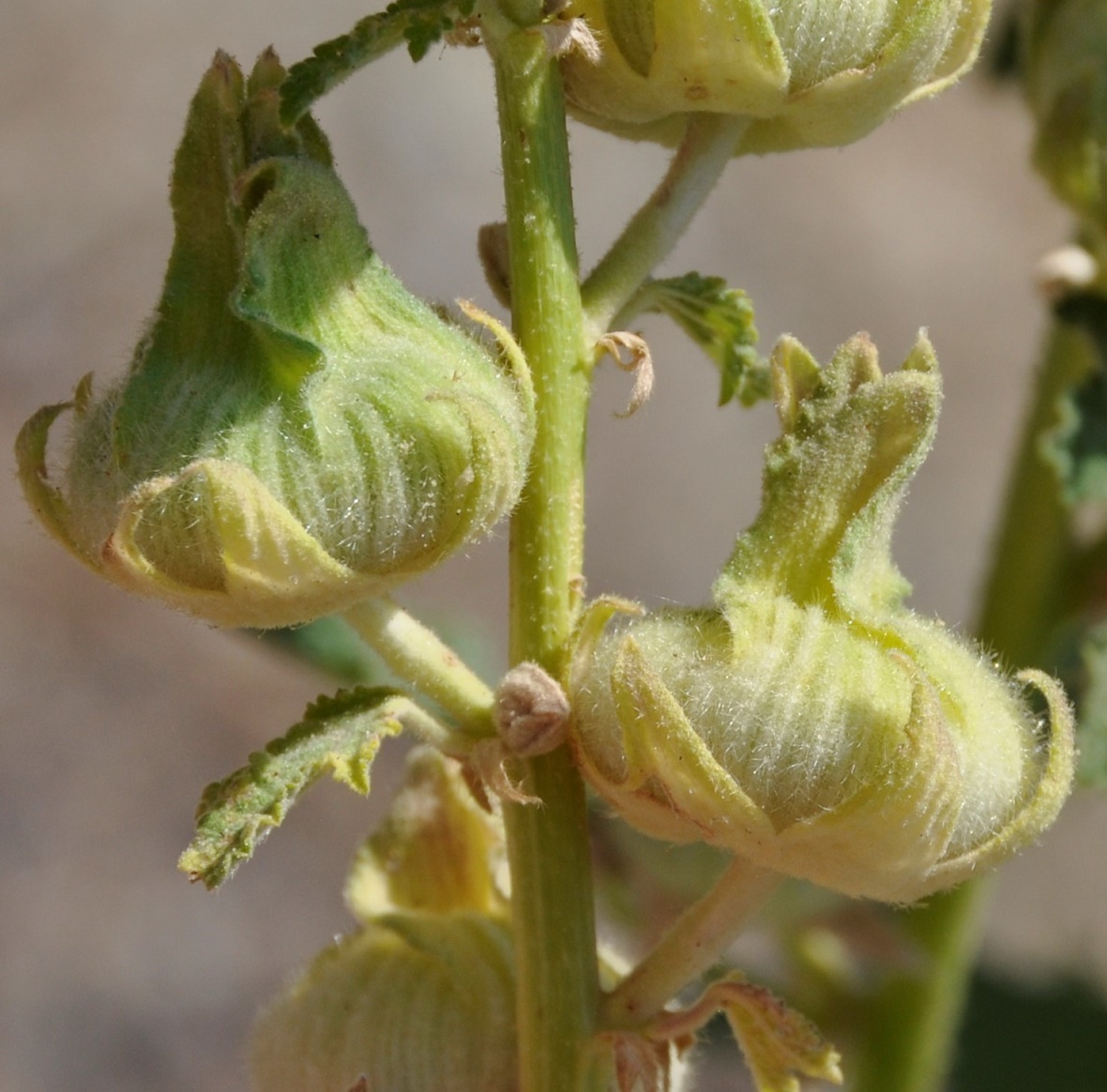 Image of Alcea setosa specimen.