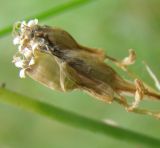Image of taxon representative. Author is Роман Павленко