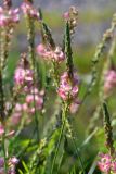 Onobrychis arenaria. Соцветие. Санкт-Петербург, Кронштадтский р-н, г. Кронштадт, окр. пересечения КАД и Кронштадтского шоссе, на дороге у насыпного склона. 10.08.2019.