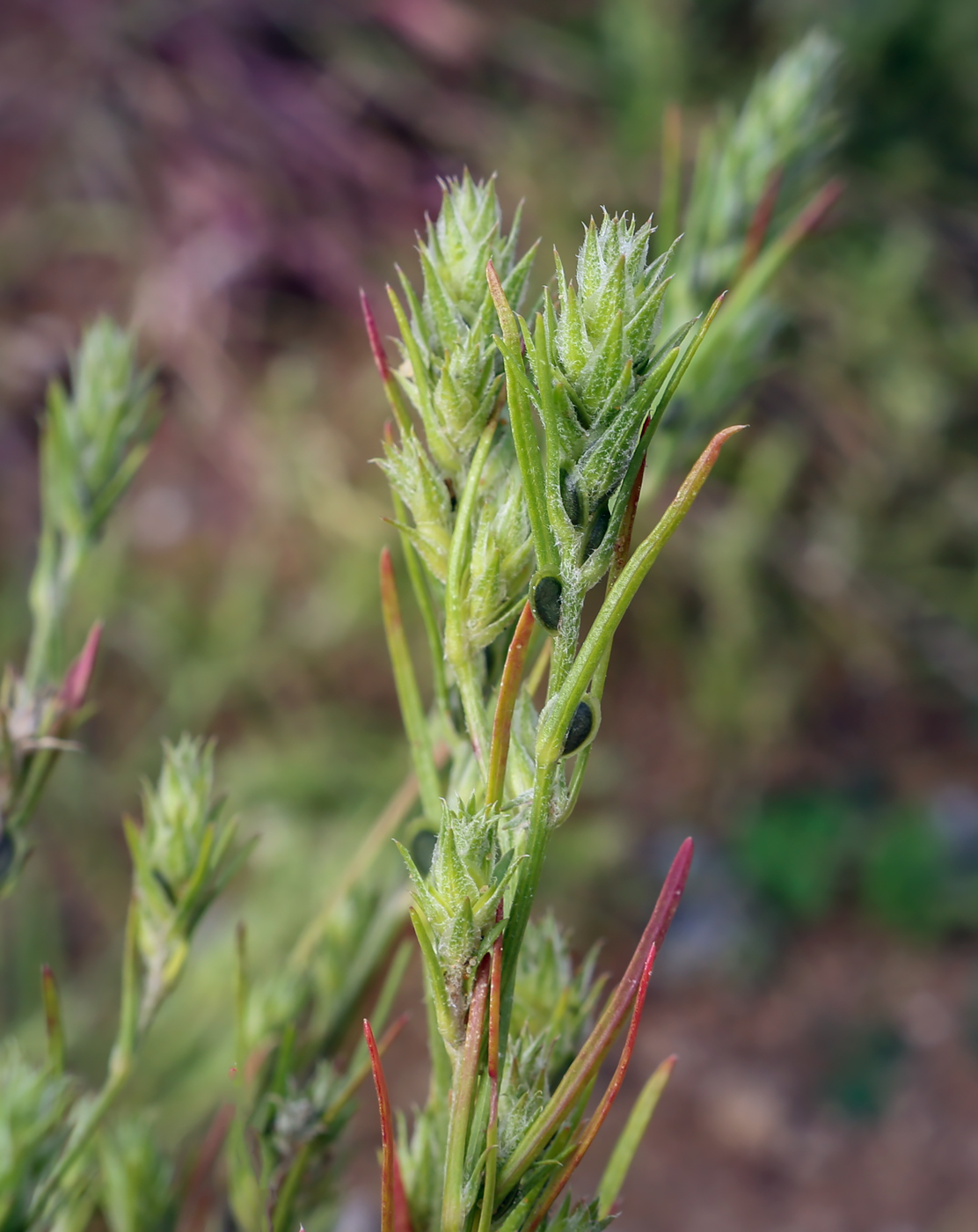 Image of genus Corispermum specimen.