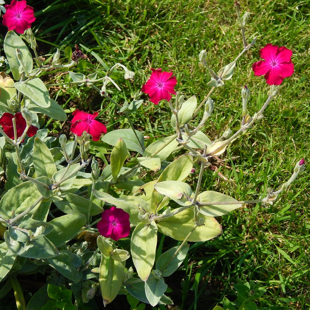 Image of Lychnis coronaria specimen.