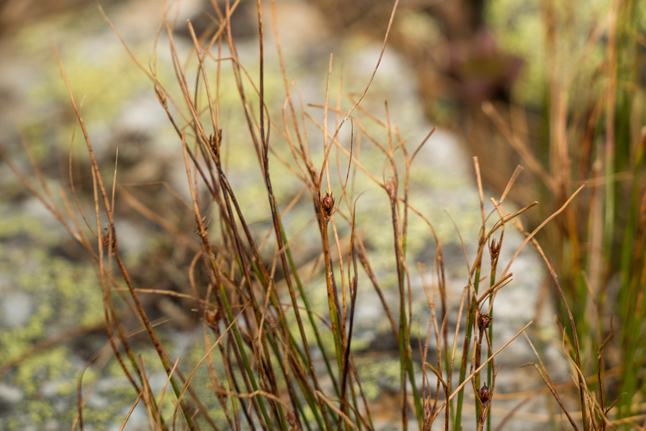 Изображение особи Juncus trifidus.