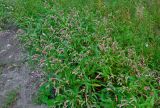 Persicaria lapathifolia