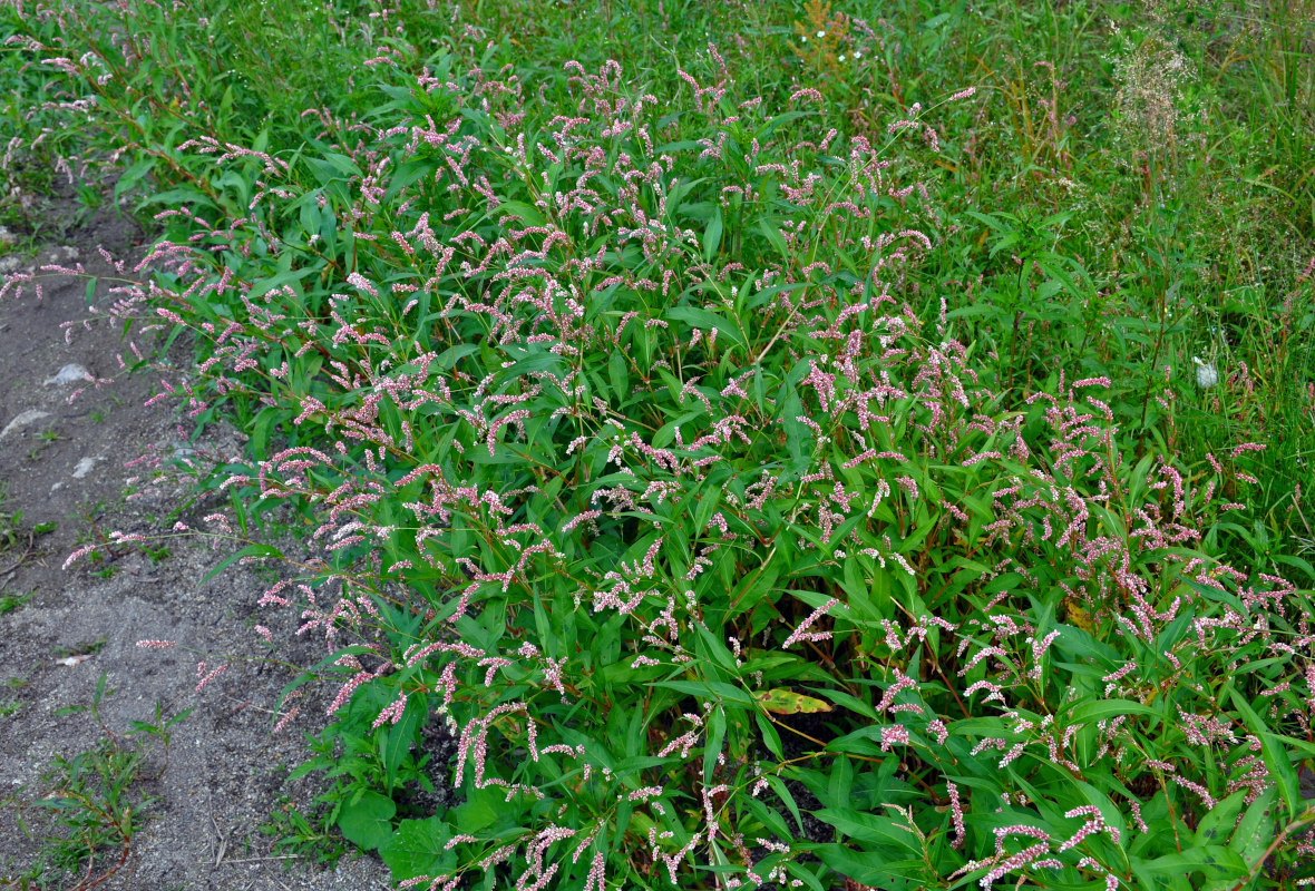 Image of Persicaria lapathifolia specimen.