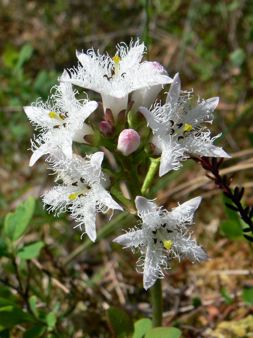 Image of Menyanthes trifoliata specimen.