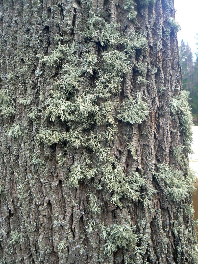 Изображение особи Ramalina farinacea.