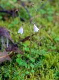 Linnaea borealis