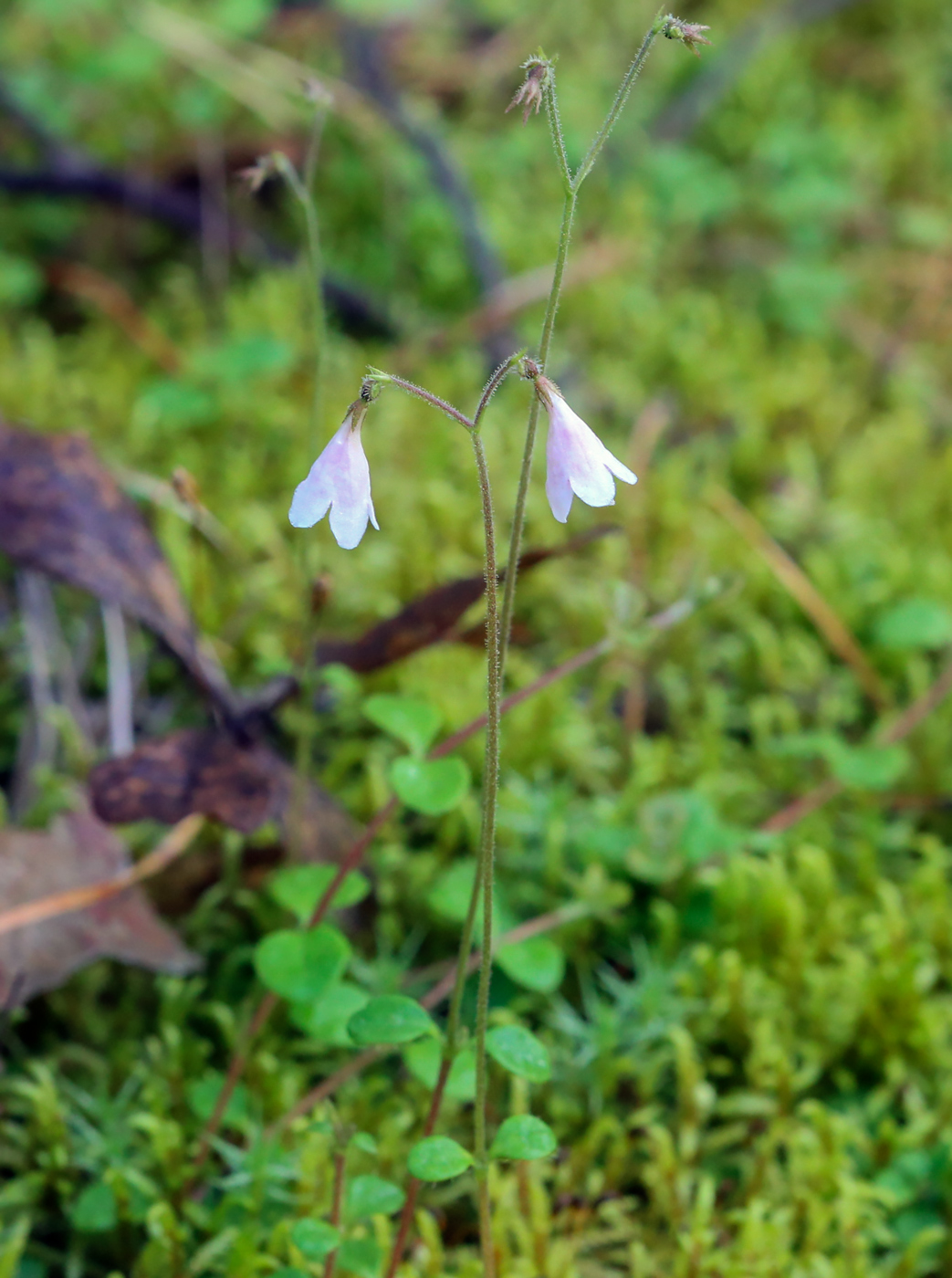 Image of Linnaea borealis specimen.