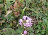 Gentianella biebersteinii