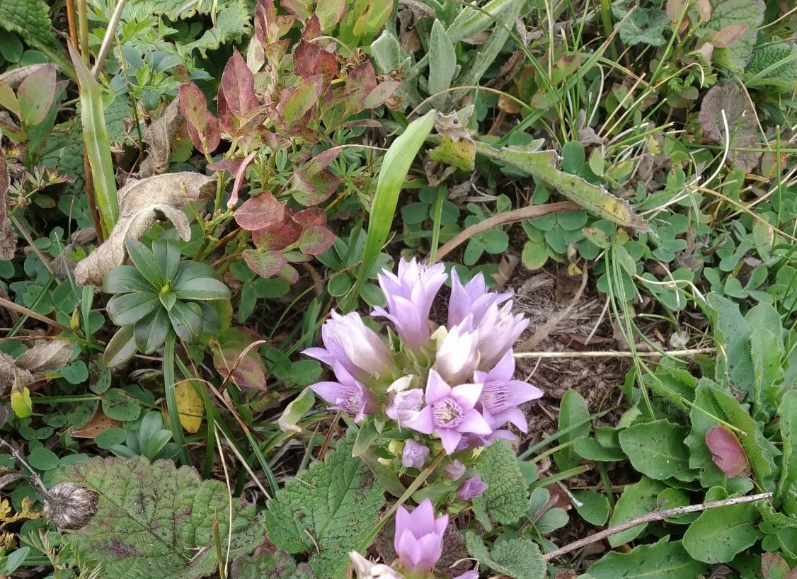 Image of Gentianella biebersteinii specimen.