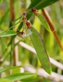 Lathyrus palustris. Незрелый плод с остатками частей цветка. Ленинградская обл., Кургальский п-ов, переходная полоса между лугом и приморским тростниковым болотом. 05.08.2019.