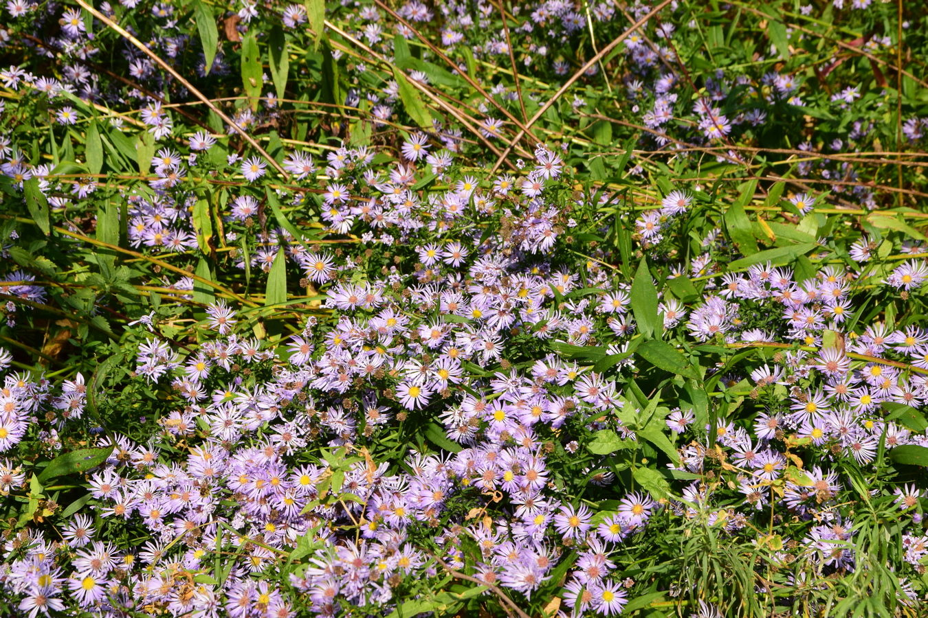 Image of Symphyotrichum novi-belgii specimen.