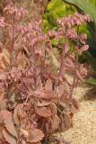 Kalanchoe fedtschenkoi. Растение с бутонами. США, Калифорния, Сан-Франциско, Golden Gate Park, в озеленении. 17.02.2017.