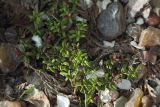 Loiseleuria procumbens