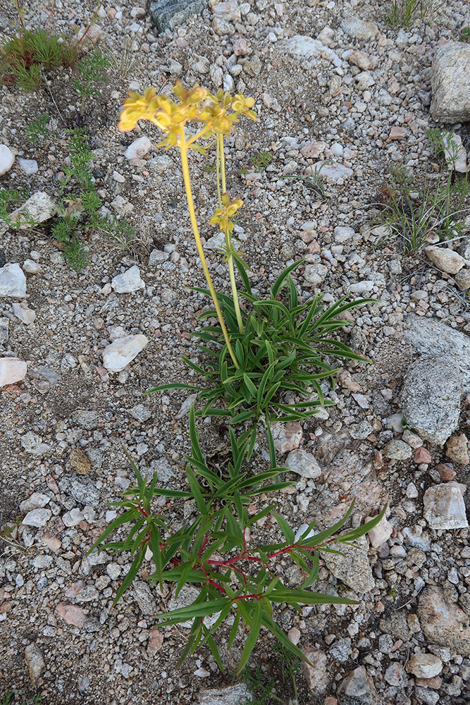 Image of Patrinia sibirica specimen.