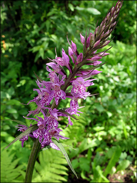 Image of Dactylorhiza fuchsii specimen.