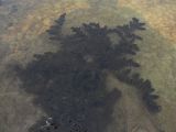 Ceratophyllum demersum. Растение на мелководье. Курская обл., Беловский р-н, р. Псёл. 6 августа 2010 г.