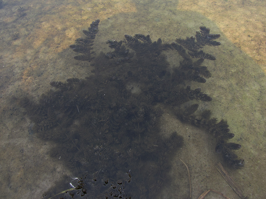 Image of Ceratophyllum demersum specimen.