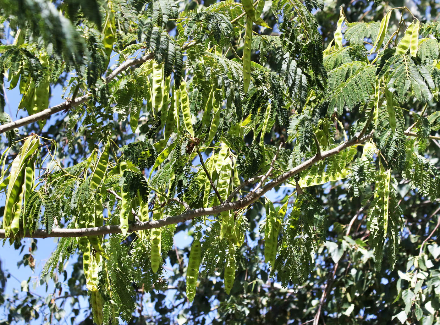 Изображение особи Albizia julibrissin.