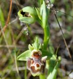 Ophrys flavomarginata