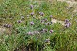 Oxytropis pilosissima