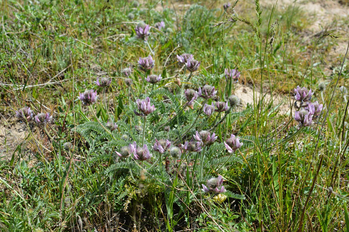 Изображение особи Oxytropis pilosissima.