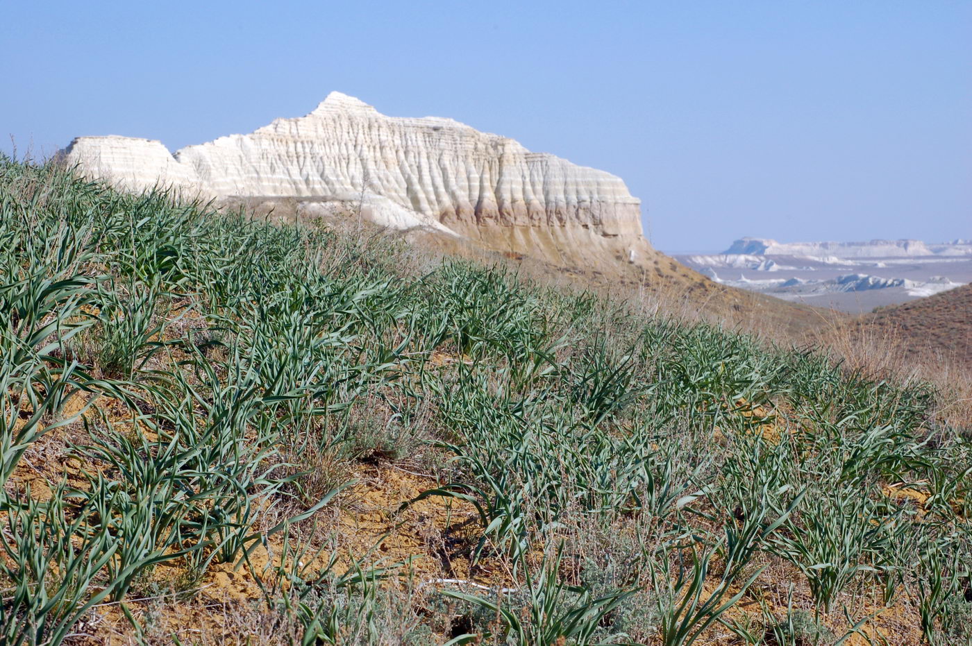 Image of Eremurus inderiensis specimen.