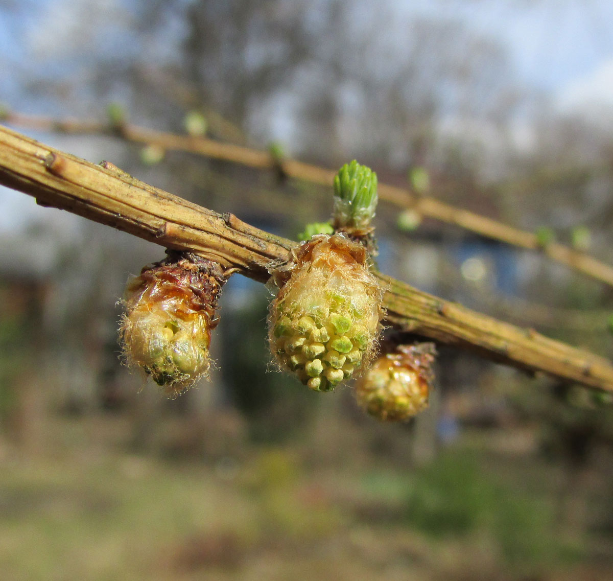 Image of Larix principis-rupprechtii specimen.