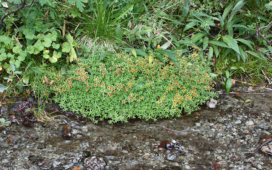 Изображение особи Saxifraga aizoides.